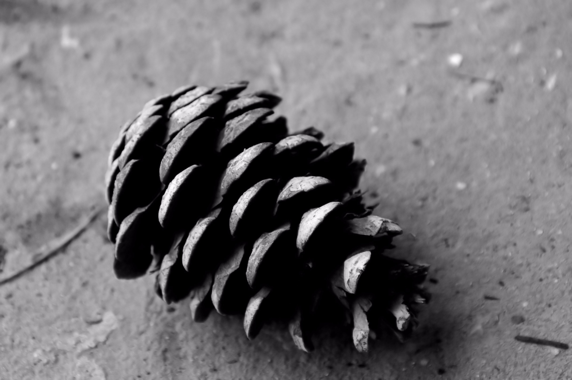 pine cone black white free photo