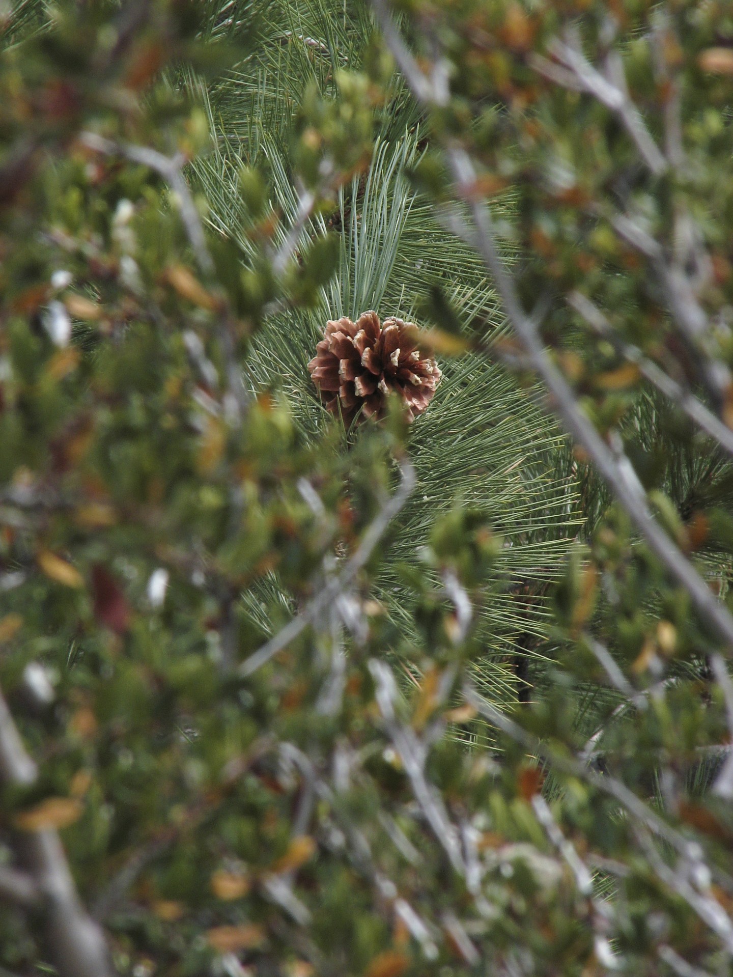 isolated pine cone pine free photo