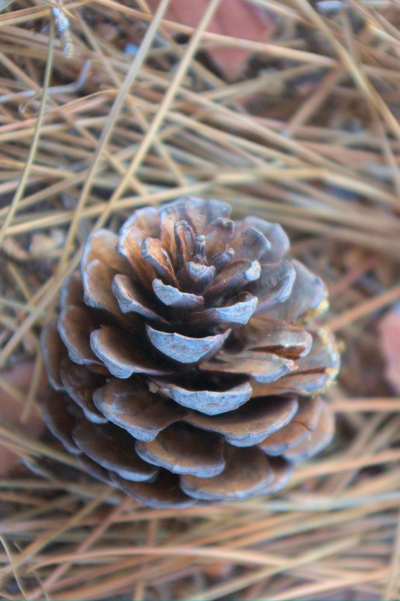 pine cone forest floor hike nature free photo