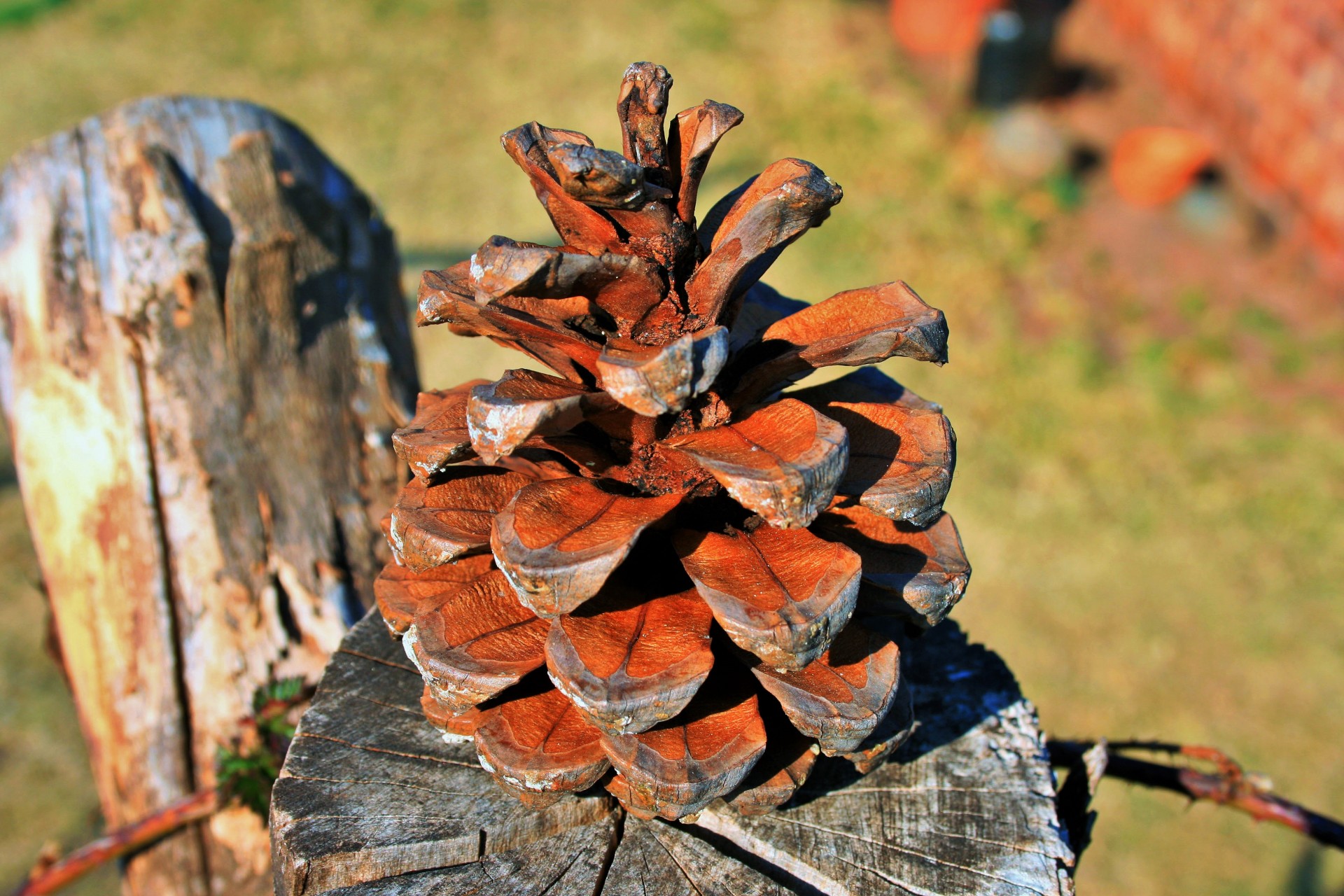 cone pine spines free photo