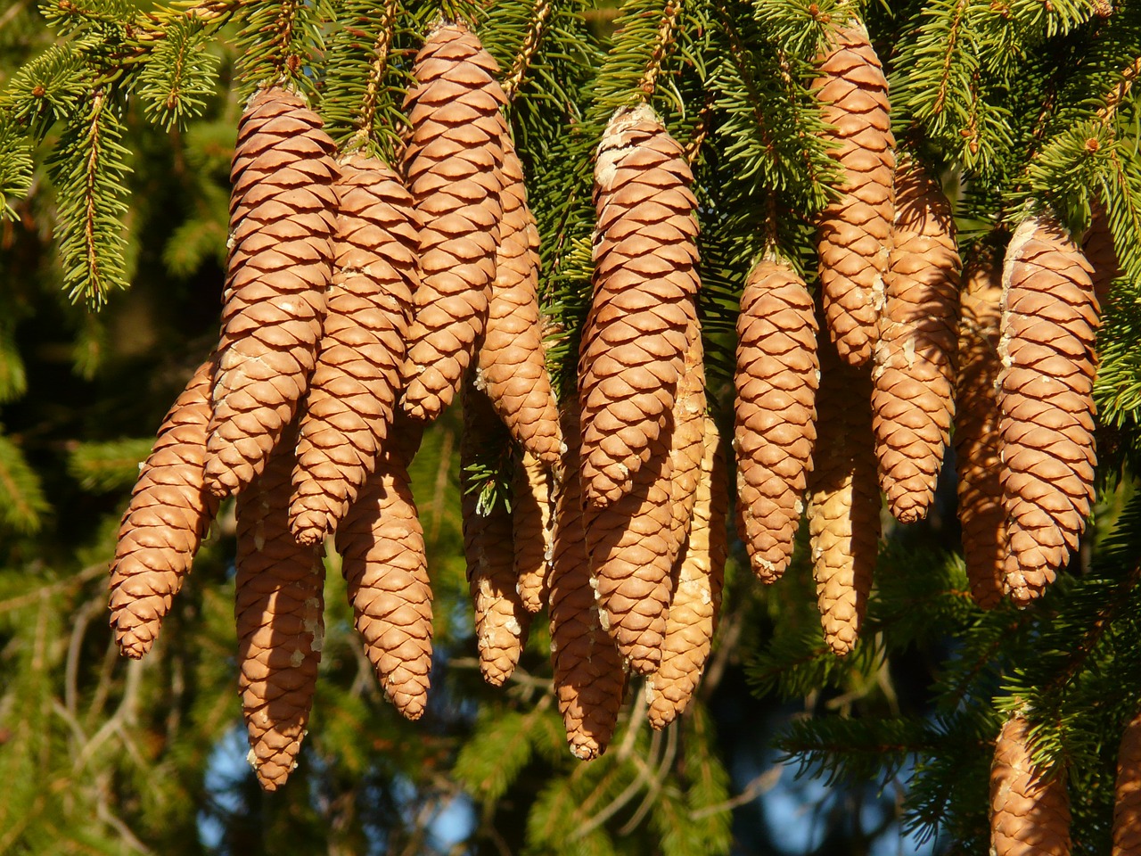 pine cones tap tree free photo