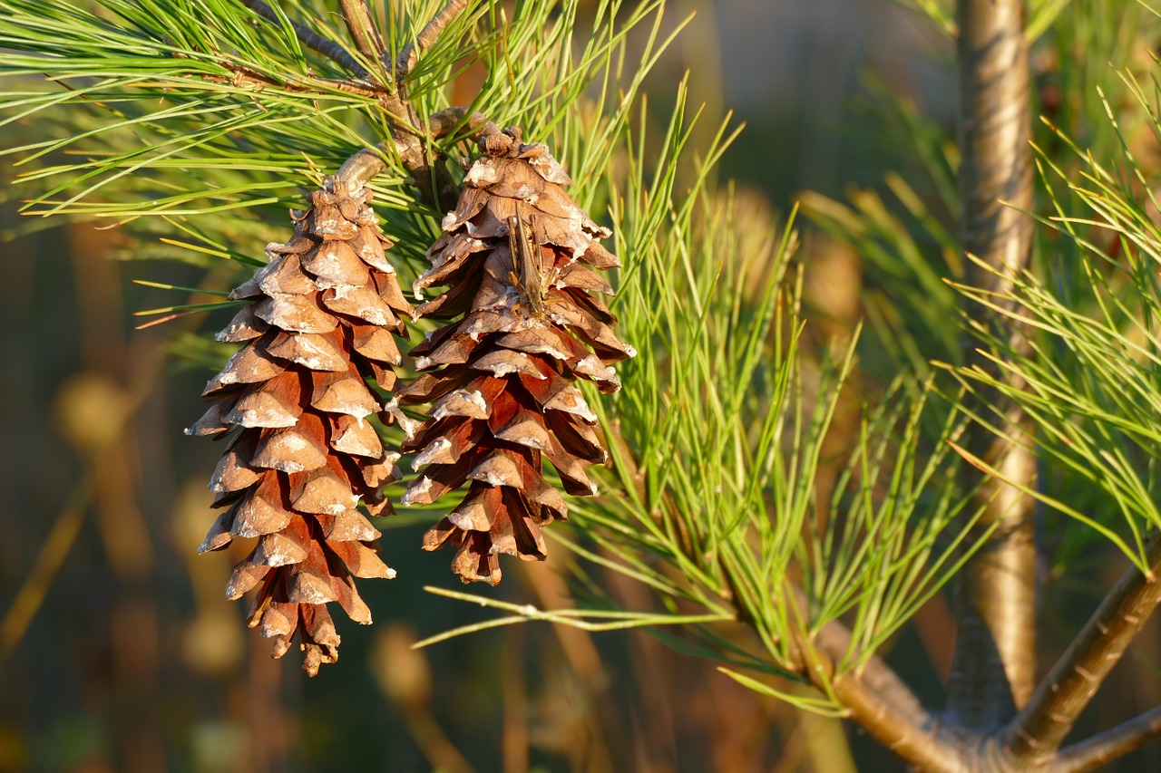 pine cones pine tree pine free photo