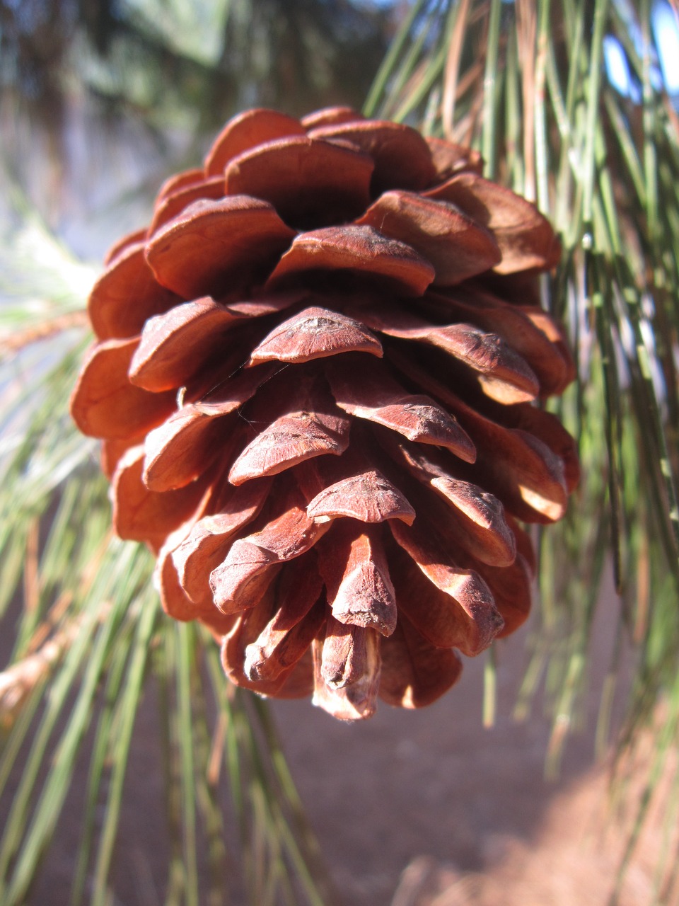 pine cones close green free photo