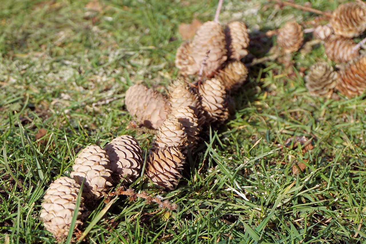 pine cones tap grass free photo