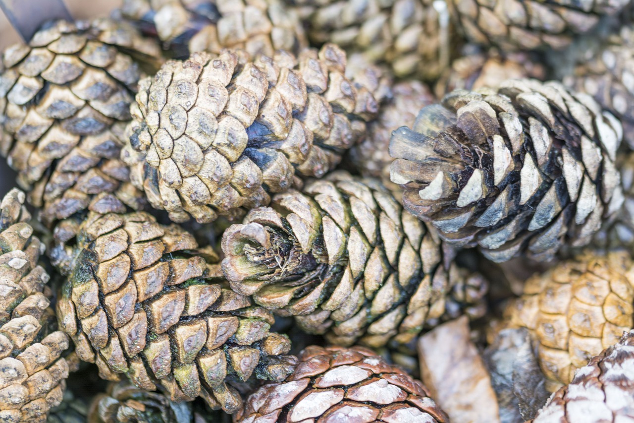 pine cones tree pine free photo