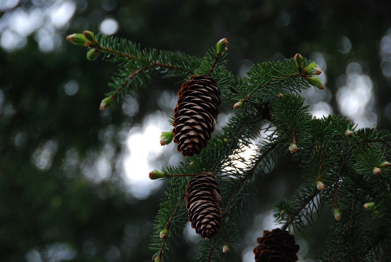 pine cones branches green free photo
