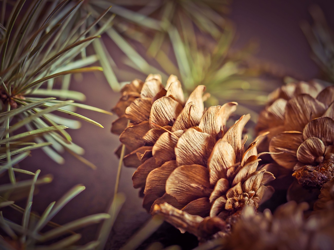 pine cones fir tap free photo