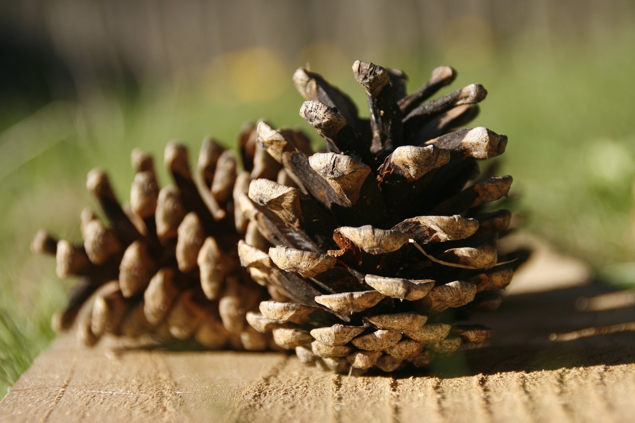pine cones wood seed free photo