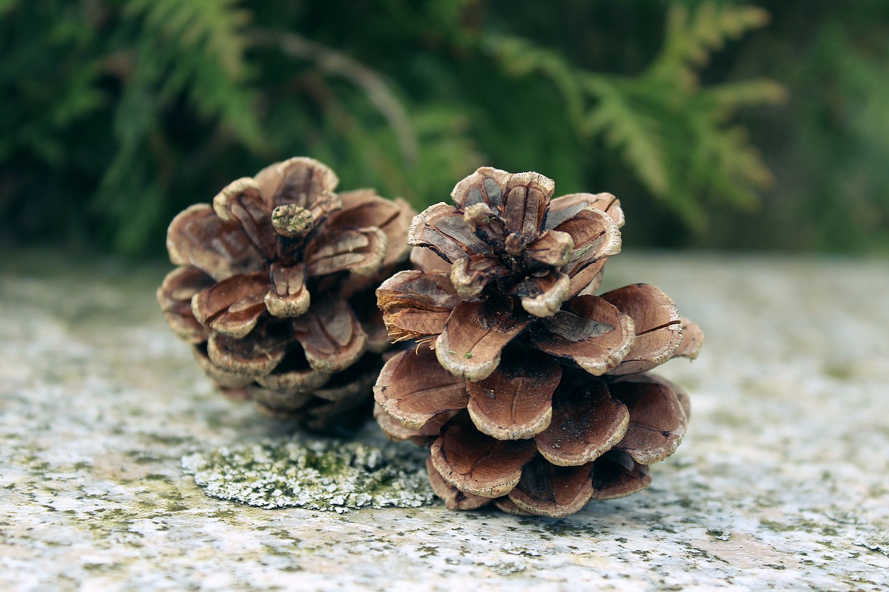 pine cones tap nature free photo