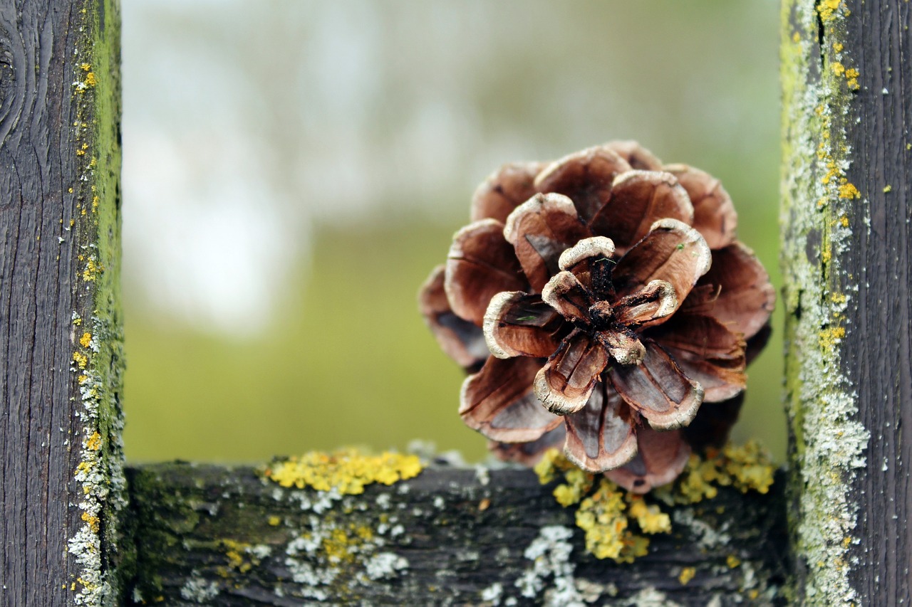 pine cones tap nature free photo