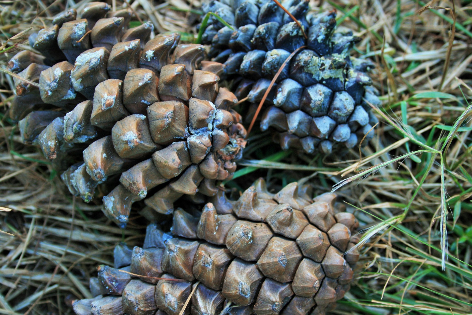 pine cones seed free photo