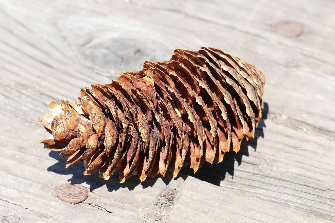 pine cones nature wood free photo