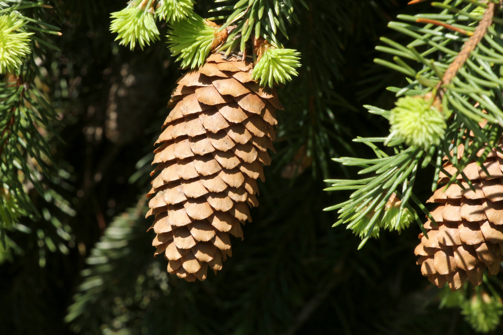 pine cones pine evergreen free photo
