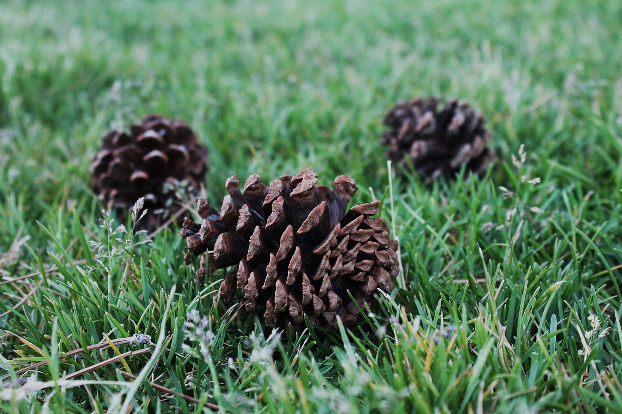pine cones botanical nature free photo