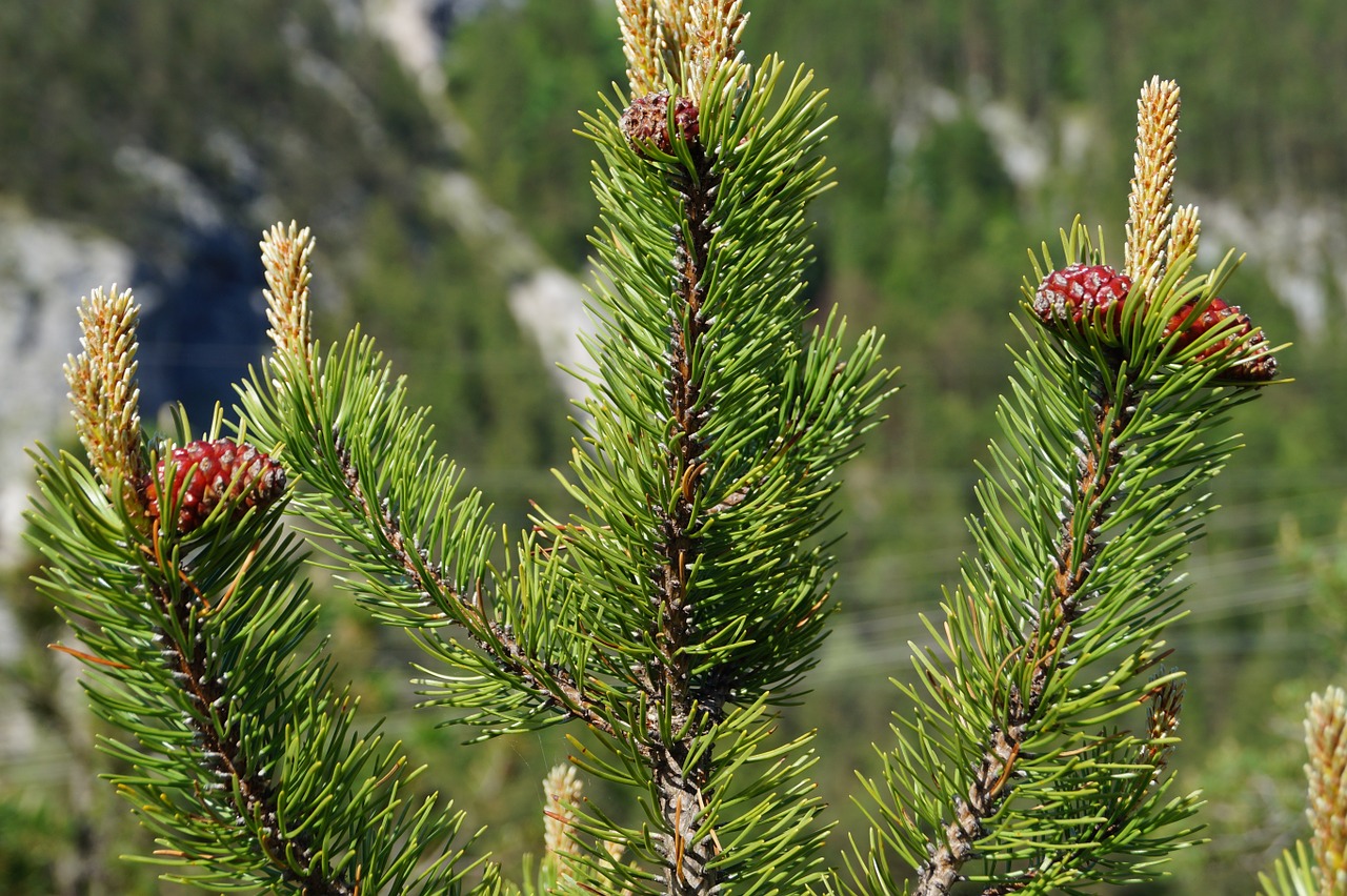 pine cones tree fir free photo