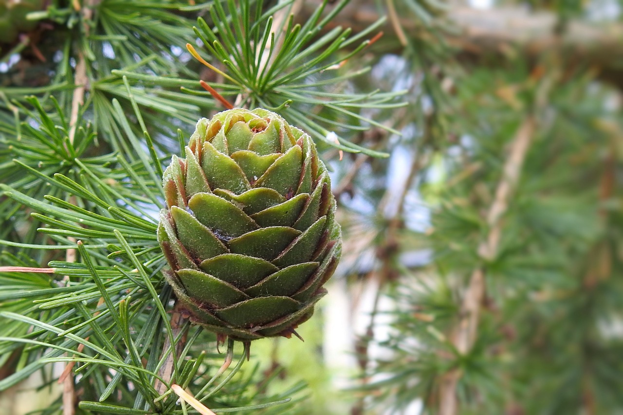 larch cones tap green larch free photo