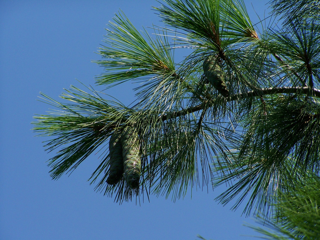 pine cones green immature free photo