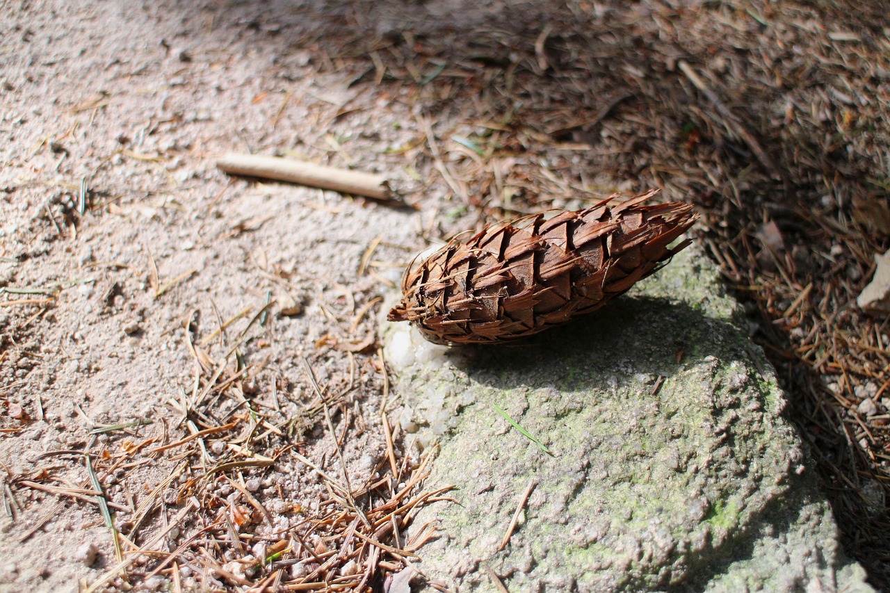 pine cones forest forest path free photo