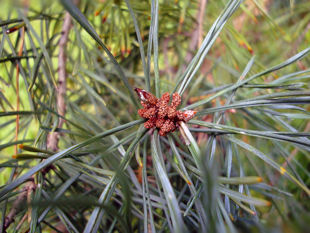 pine cones pine miniature free photo