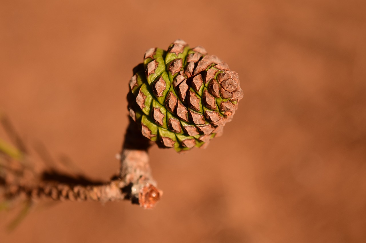 pine cones young small free photo