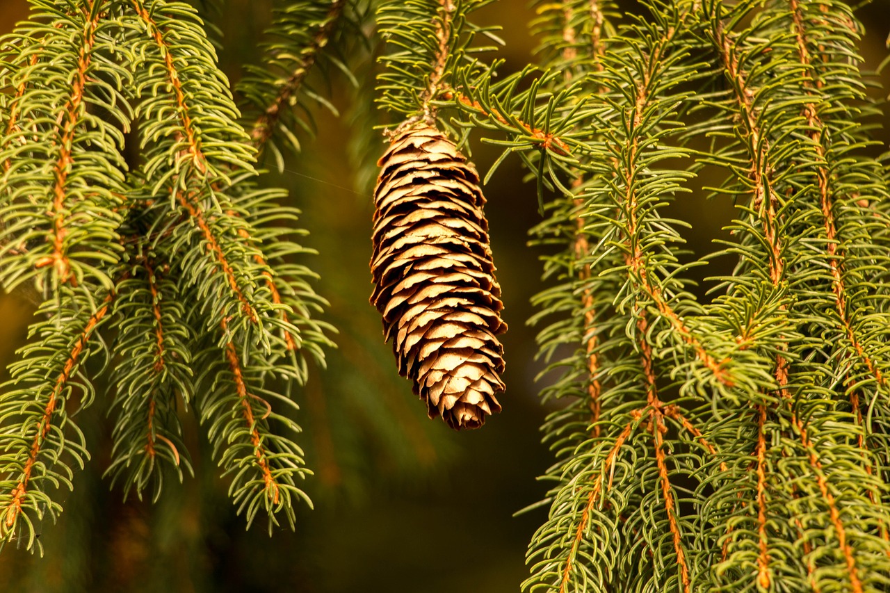 pine cones holly fir free photo