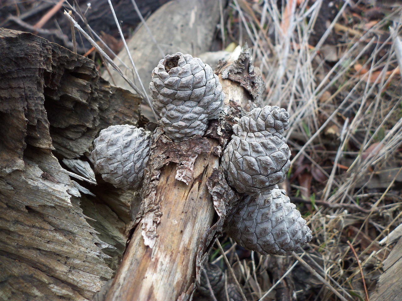 pine cones grey pine cones pine cones on a wooden stump free photo