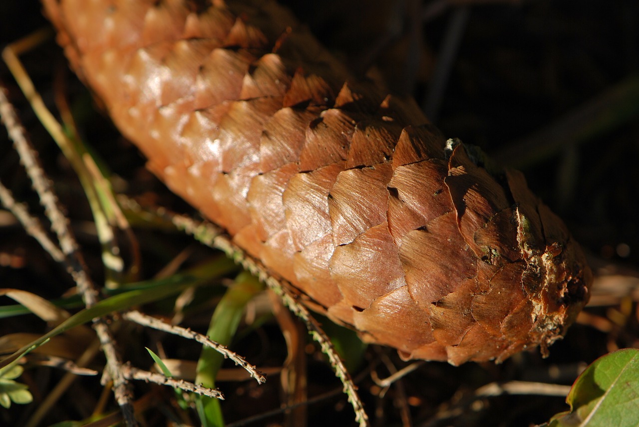 pine cones autumn nature free photo