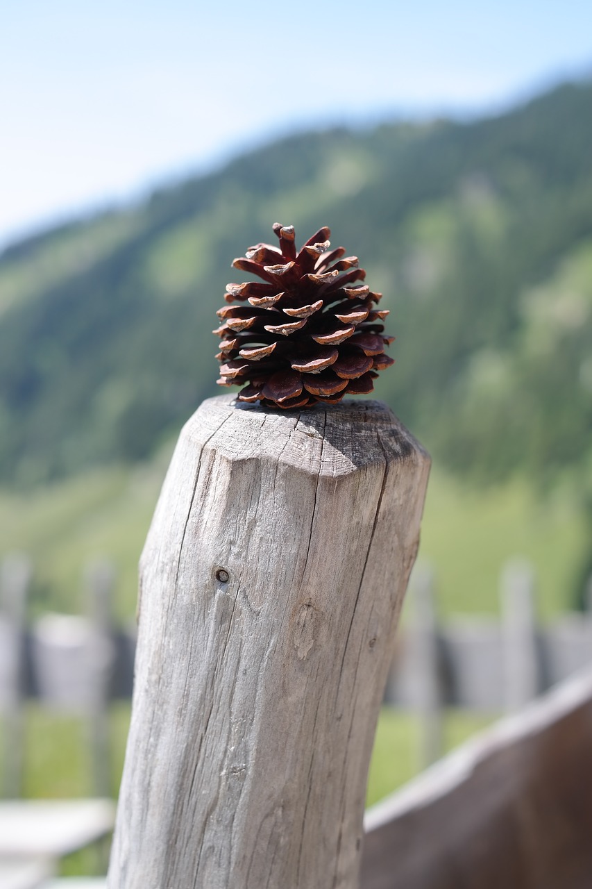 pine cones tap strobilus free photo
