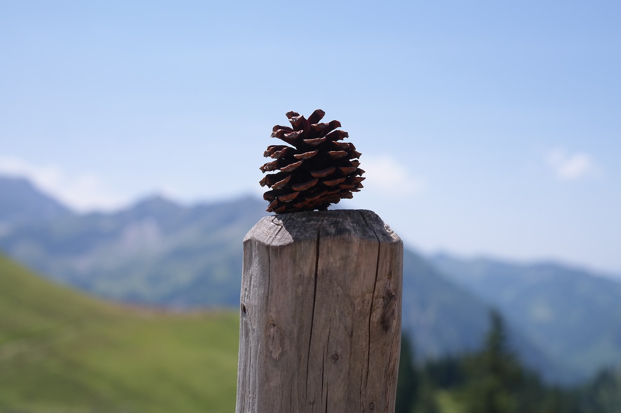 pine cones tap strobilus free photo