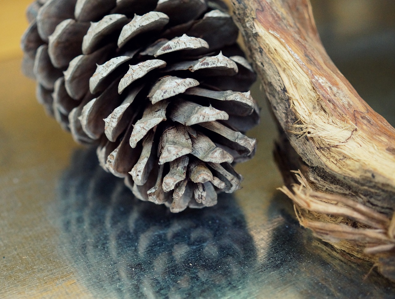 pine cones christmas advent