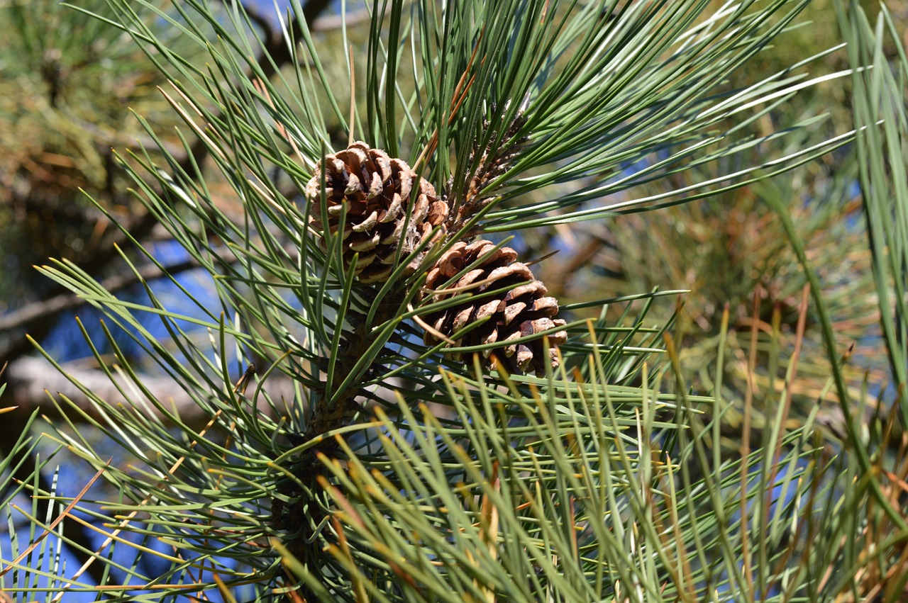 pine cones tree needles free photo