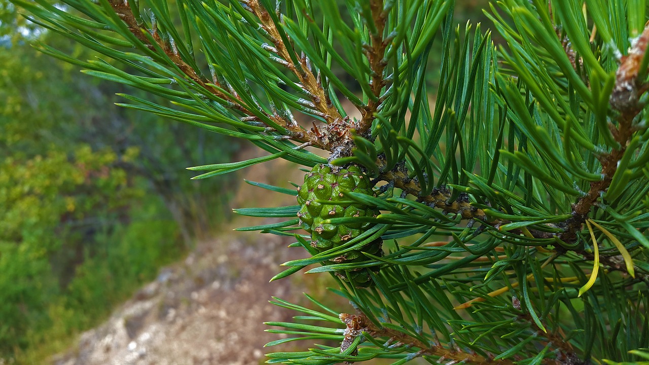 pine cones pine needles free photo