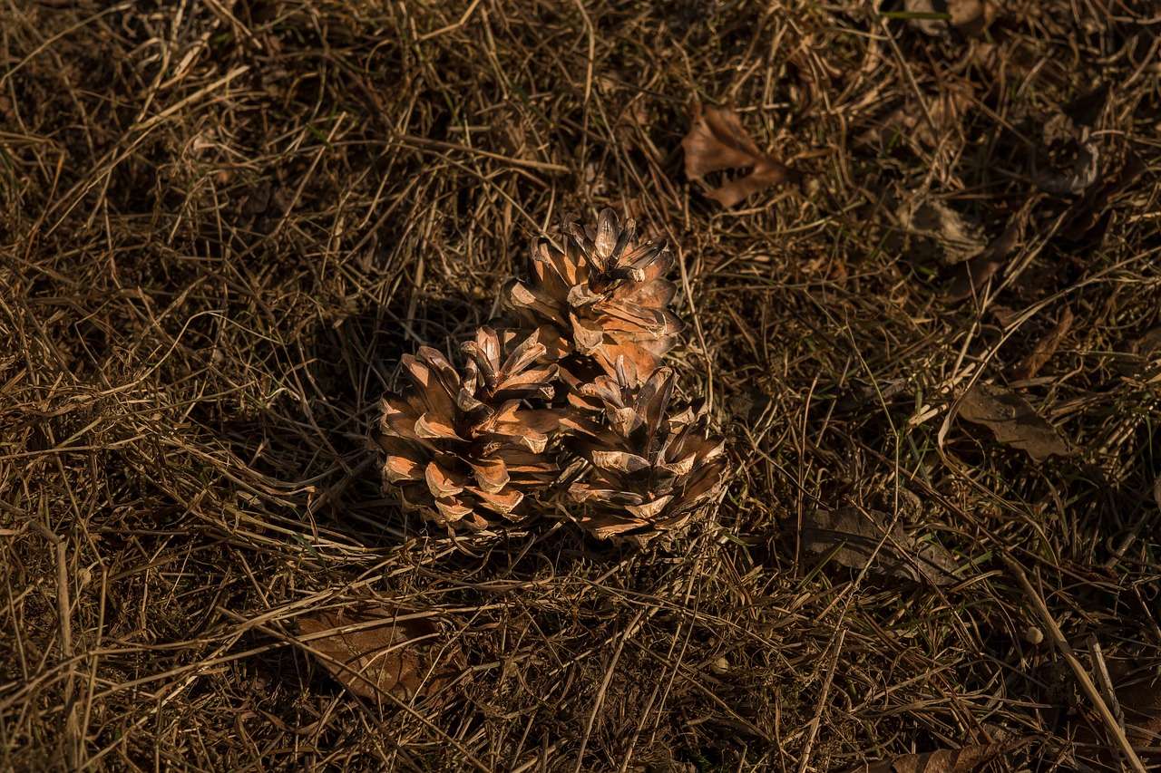 pine cones tap dry free photo