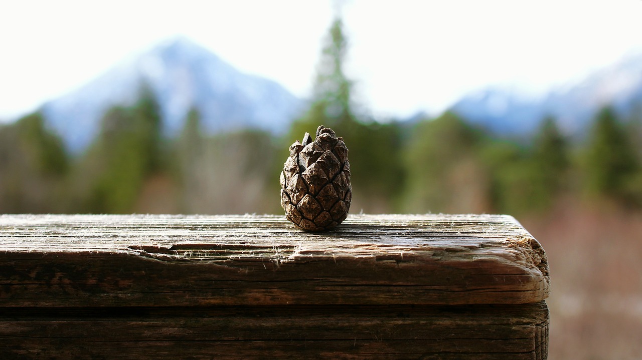 pine cones small mountains free photo