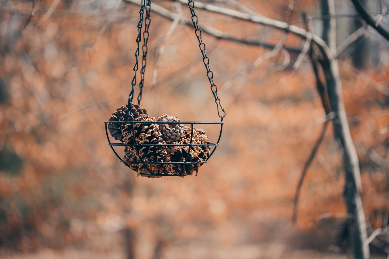 pine cones bird feeder nature free photo