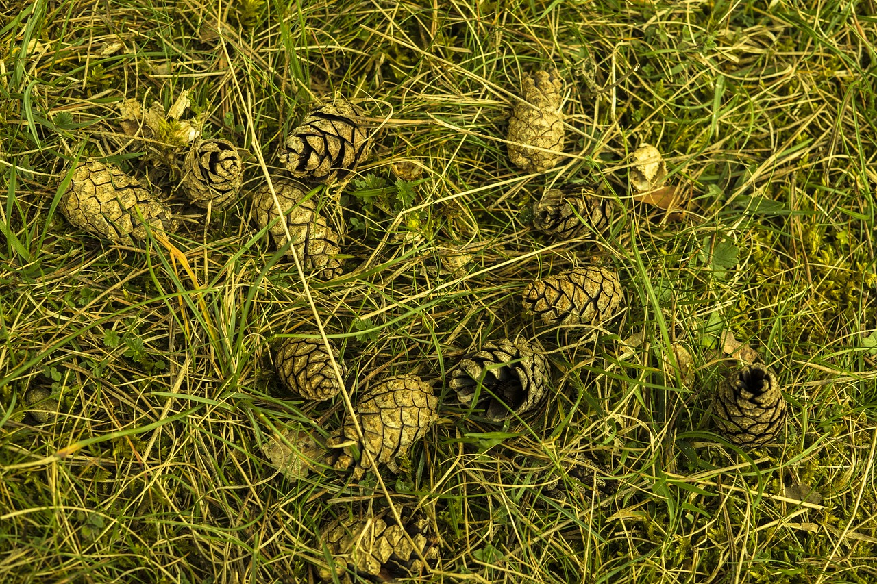 pine cones meadow grass free photo