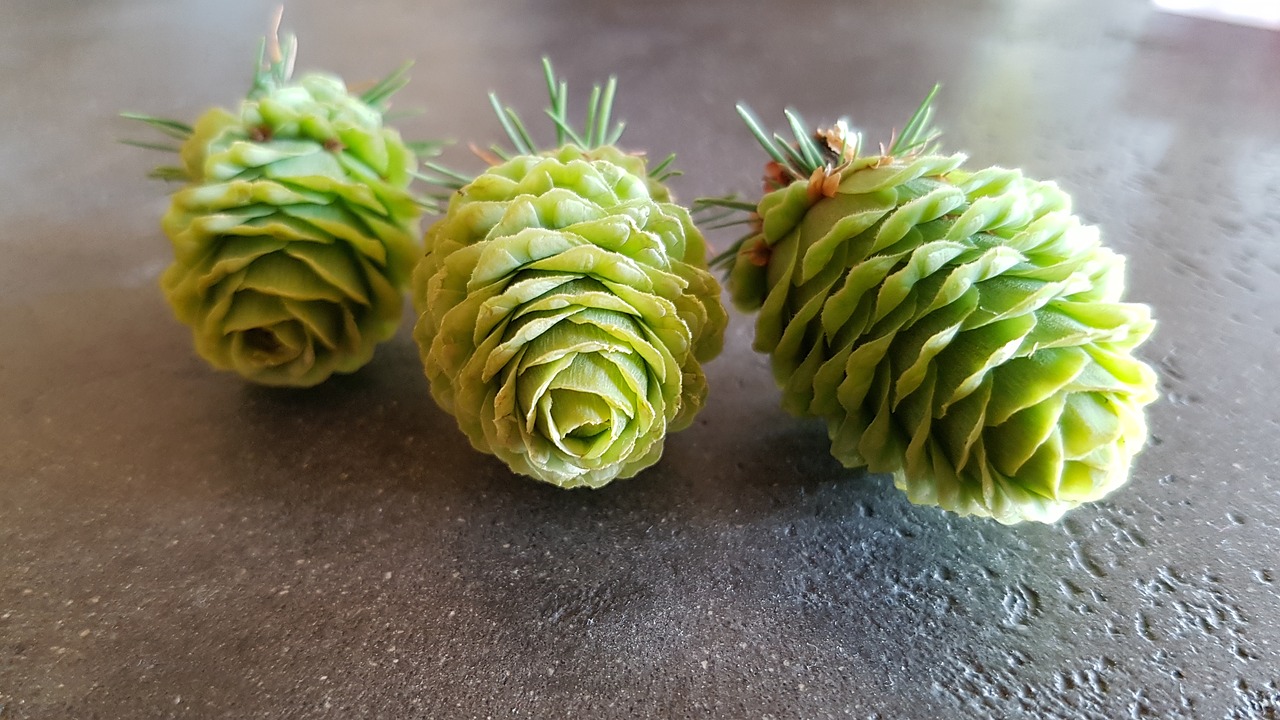 pine cones tap conifer free photo