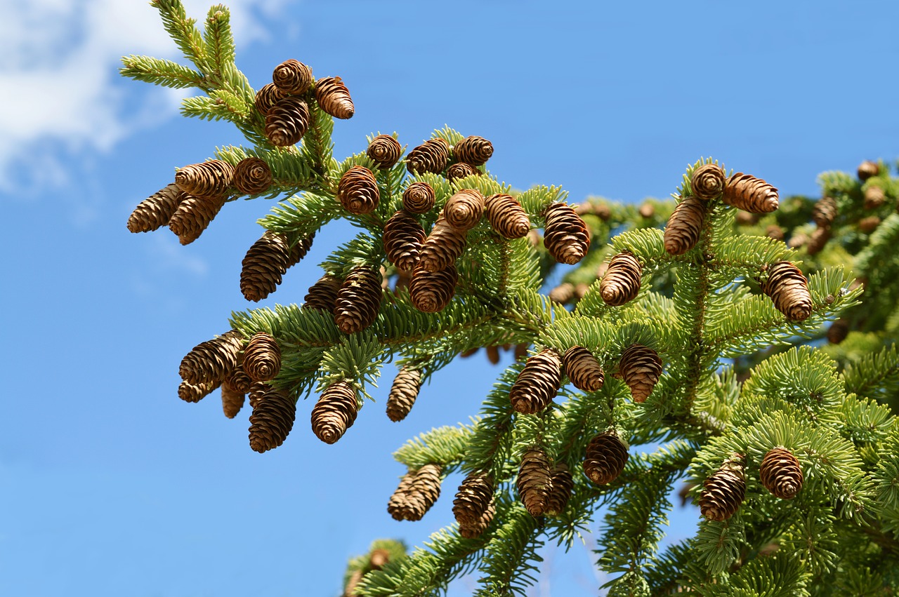 pine cones tree evergreen free photo