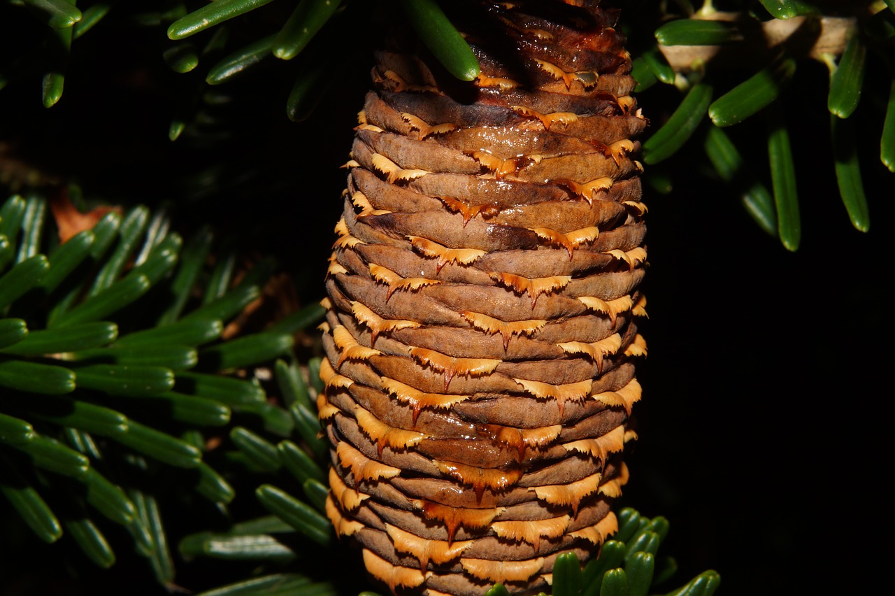 pine cones fir tannenzweig free photo