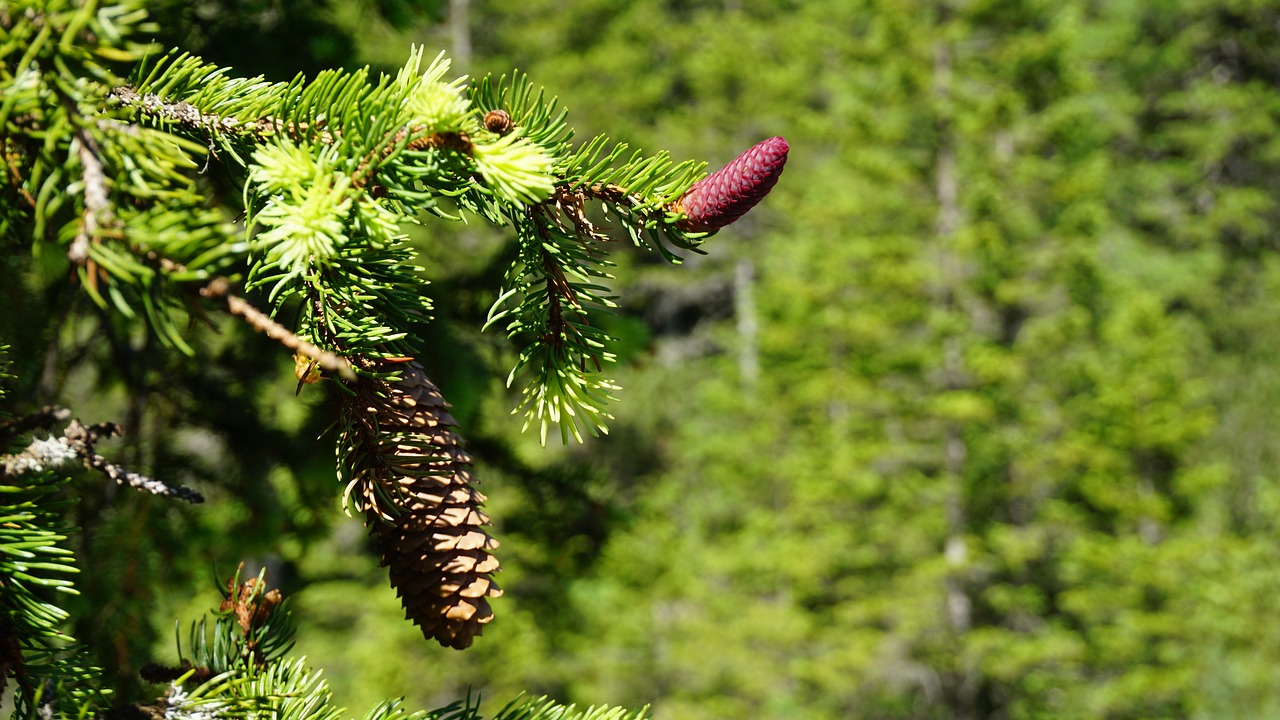 pine cones fir reddish free photo