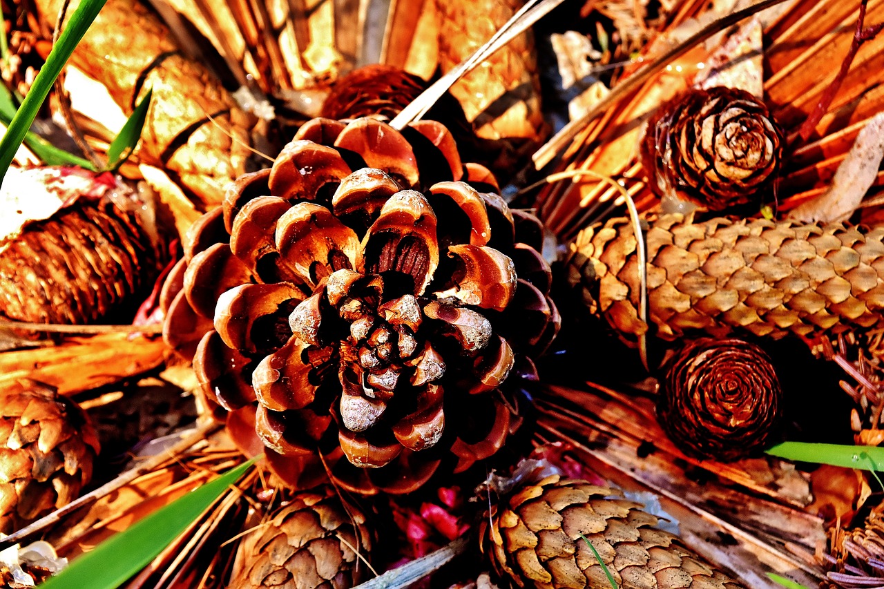 pine cones arrangement decoration free photo