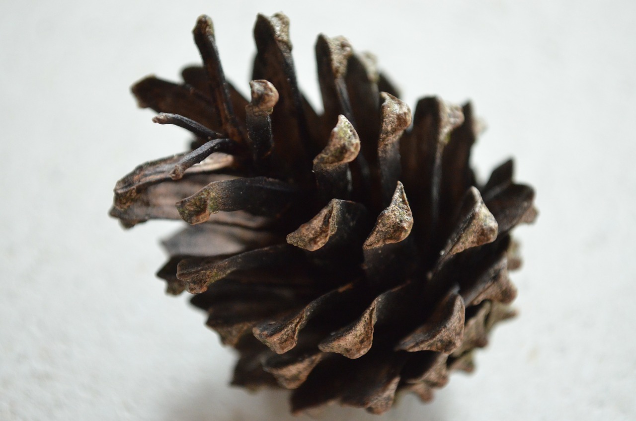 pine cones pine close free photo