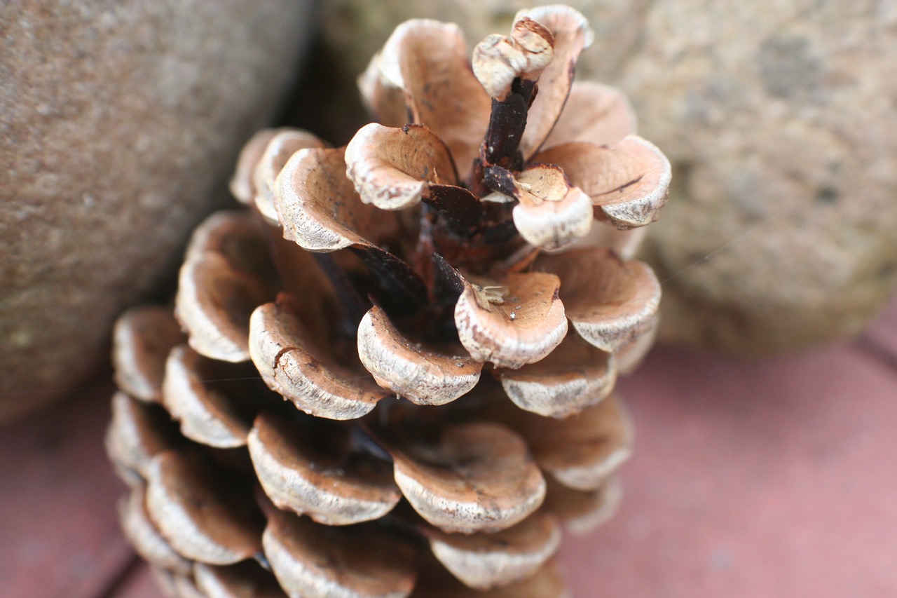 pine cones tap pine free photo