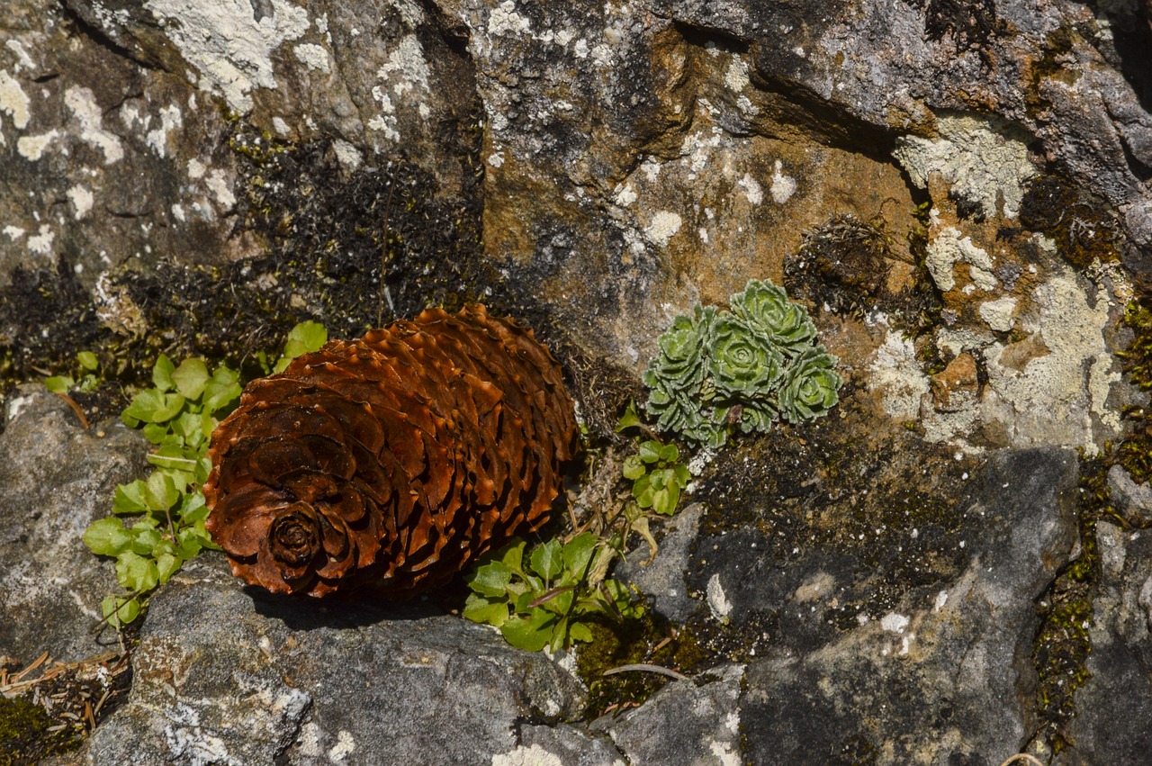 pine cones tap fir free photo