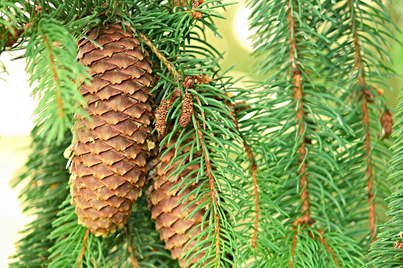 pine cones spruce conifer free photo