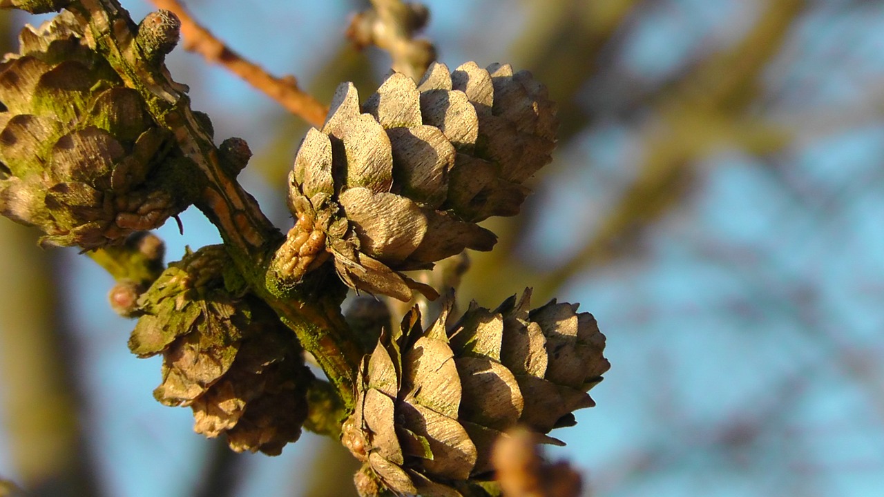 pine cones nature pine greenhouse free photo