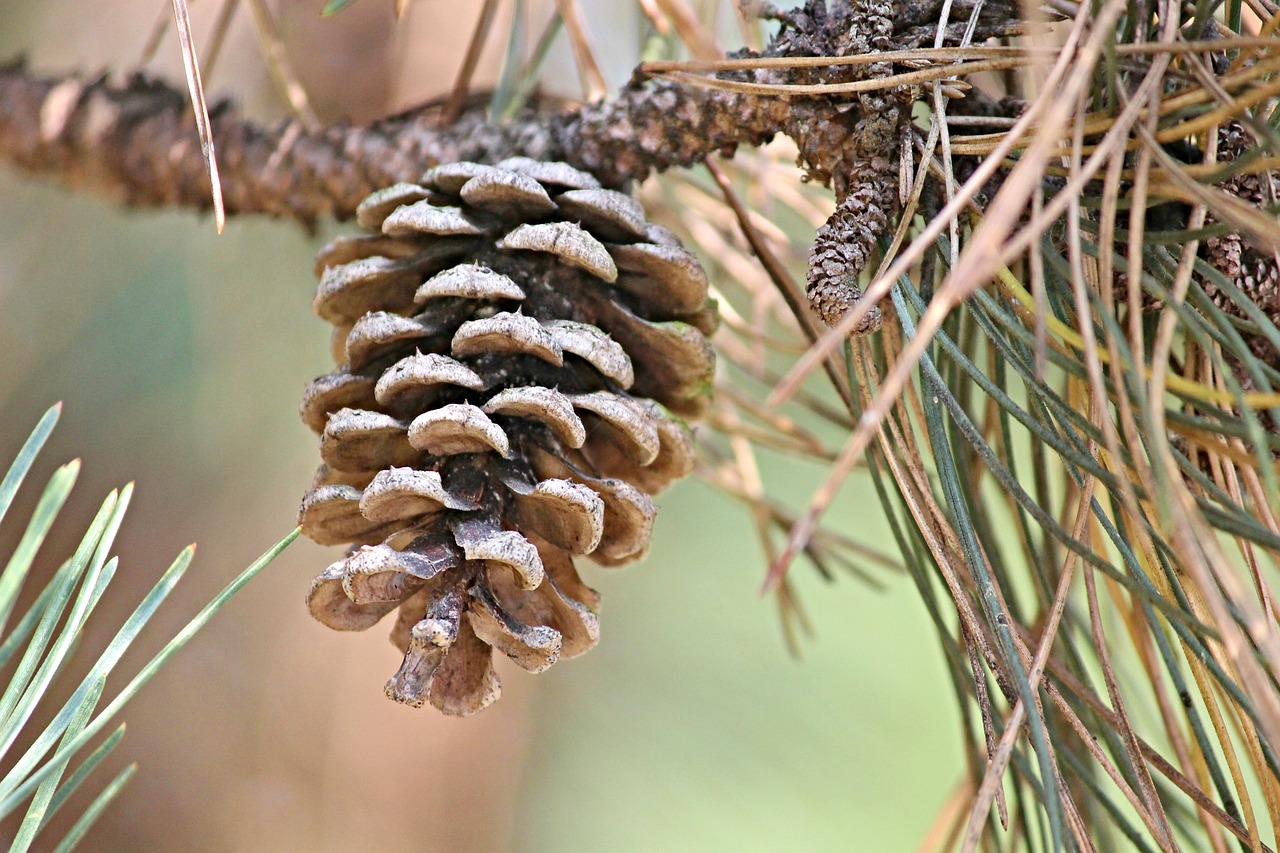 pine cones pine conifer free photo