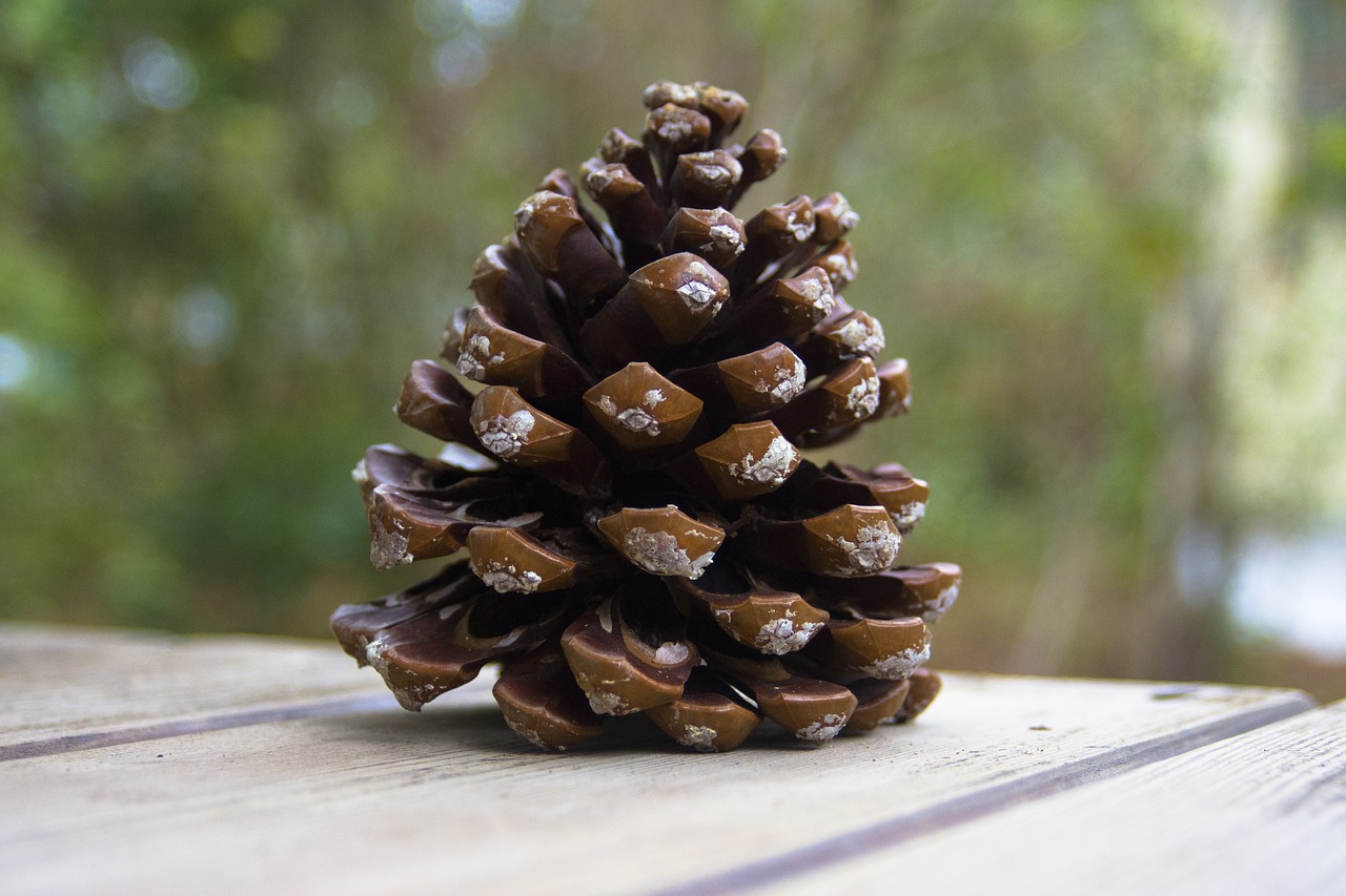 pine cones pine tap free photo