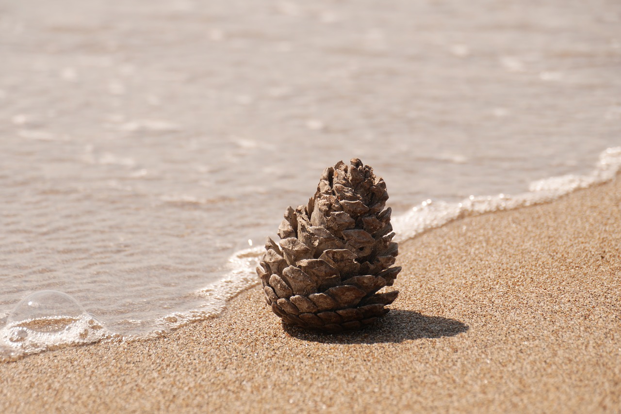 pine cones beach sand free photo