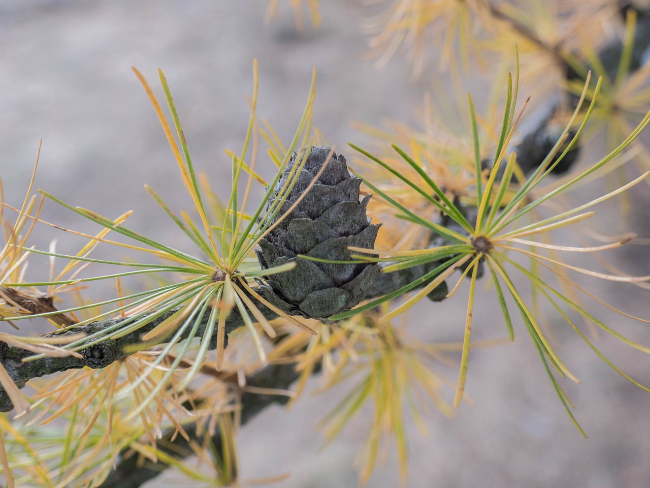 pine cones background nature tap free photo